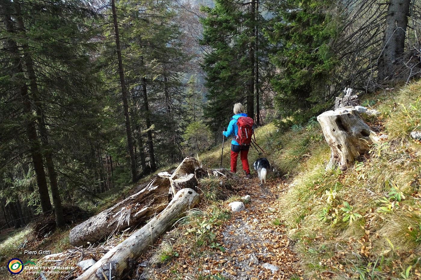 88 Ed ora bella discesa in pineta.JPG